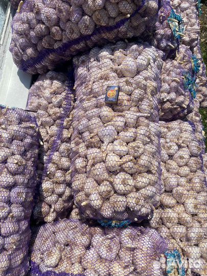 Чеснок сорт Любаша