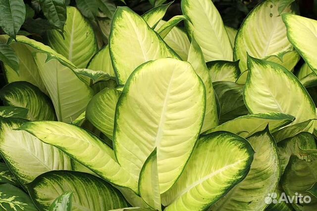 Диффенбахия Саммер Стаил