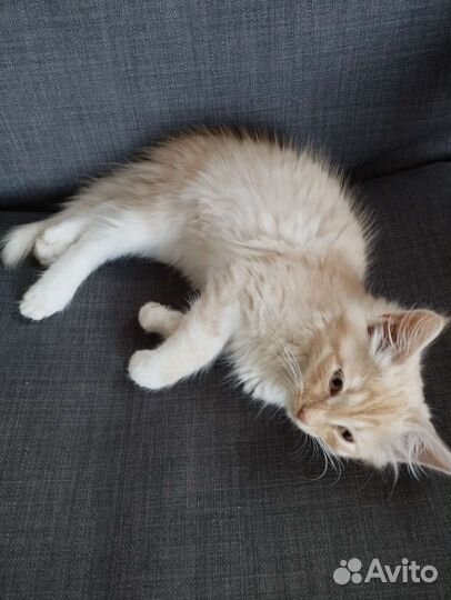 Рыжий котенок 3 мес. Мальчик