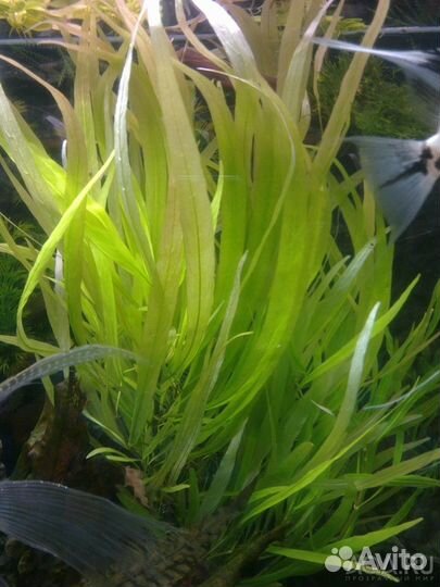 Растения 40видов,рыбки,корм, декор