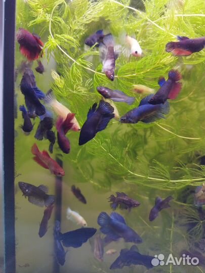 Рыбка петушок