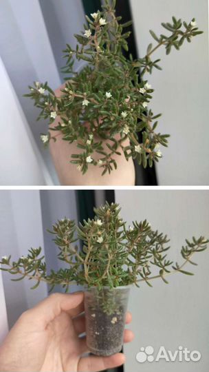 Крассулы Эхеверия Монаканта Пахифитум Суккуленты