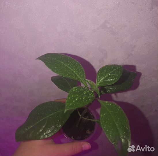 Хойя карноза