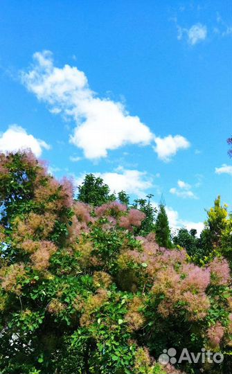 Кампсис, Скумпия, Катальпа, Магония