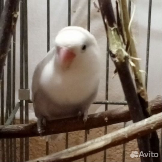 Неразлучник фишер