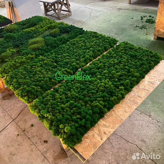 Панель из мха 120*50см