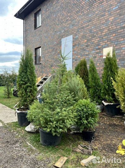 Туя Смарагд с бесплатной доставкой