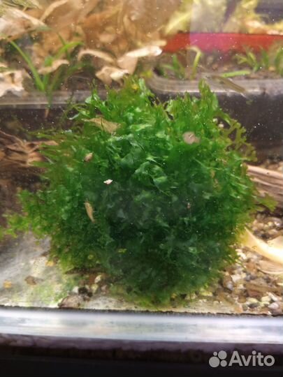 Ботанический курьёз