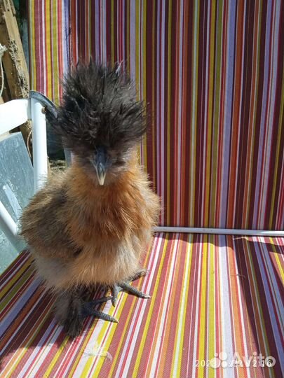 Петухи. Шелковый и цыплята. Семья маранов