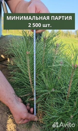Саженцы сосны окс