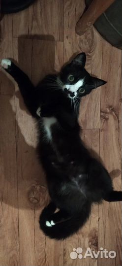 Кошка в дар