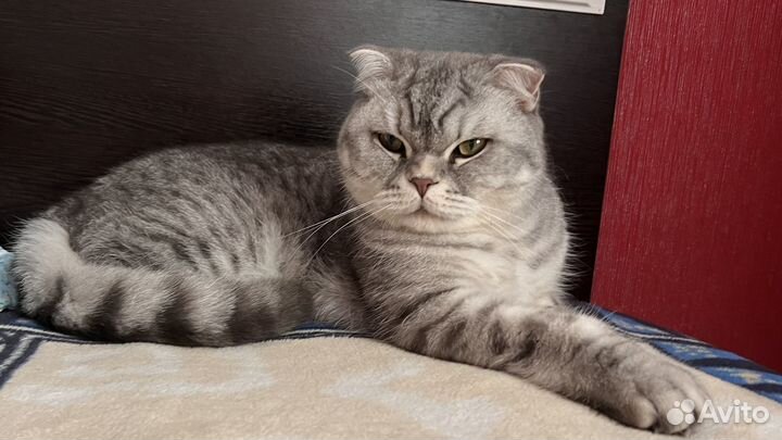 Шотландский кот