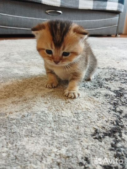 Шотландская