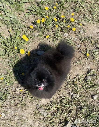 Померанский шпиц вязка