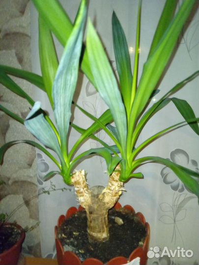 Пальма юкка