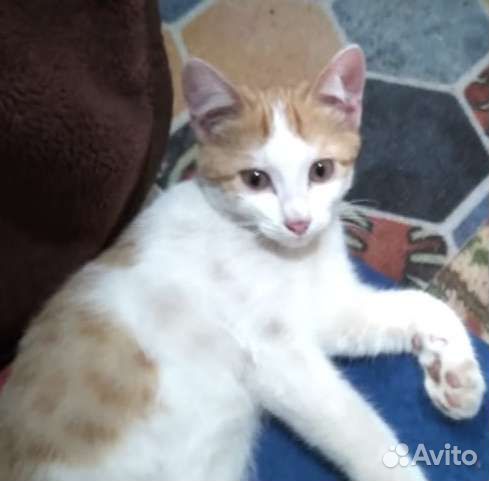 Котёнок мальчик