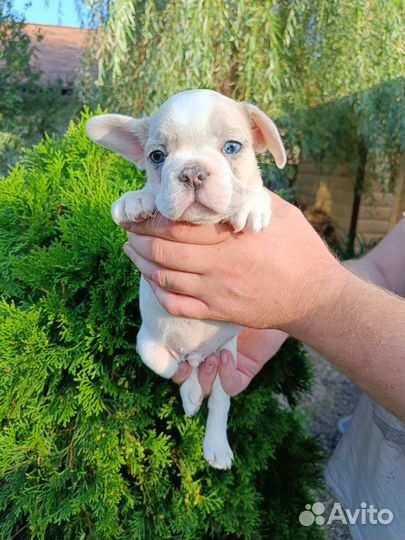 Мальчик с голубыми глазками