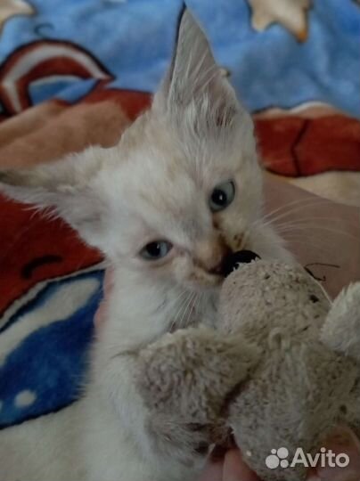 Сиамская кошка