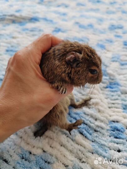 Взрослый дегу в добрые руки