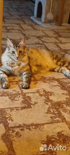 Вязка кошки мейн-кун