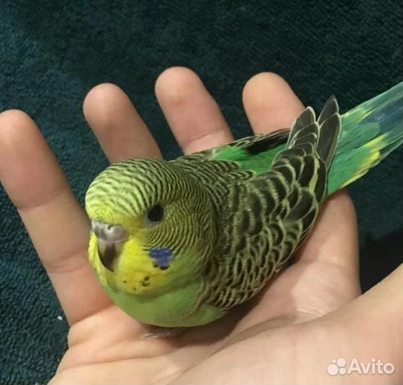 Волнитые попугаи и др