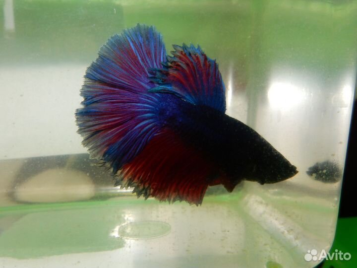 Рыбка Петушок