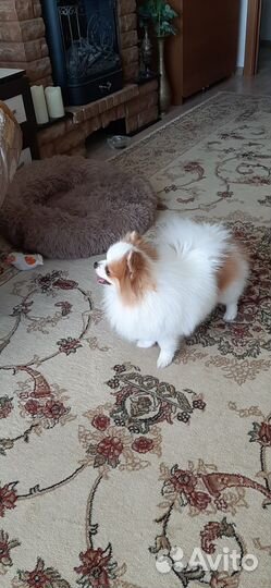 Померанский шпиц мини