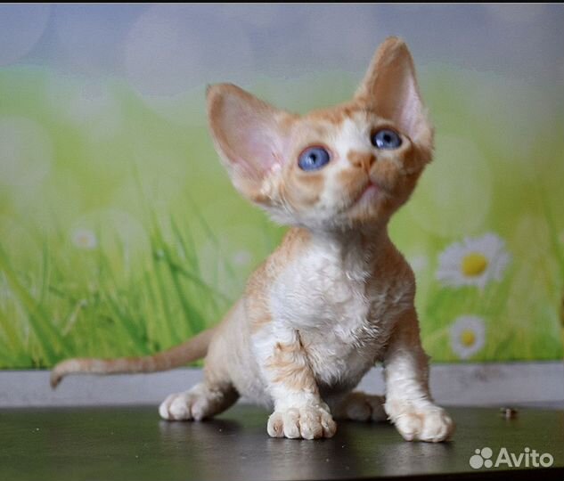 Девон-рекс солнечный малыш
