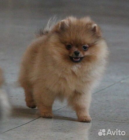 Шпиц померанец, медвежонок