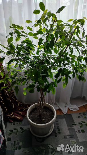 Фикус бенджамина