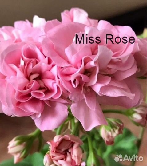 Пеларгония Achievement, Jägershus Börre и др