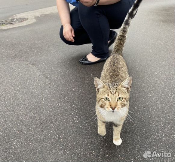 Котик в добрые руки