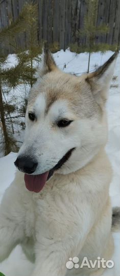 Плюшевая Лайка Мира ищет дом