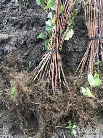 Саженцы малины полка