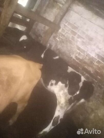 Продажа крс