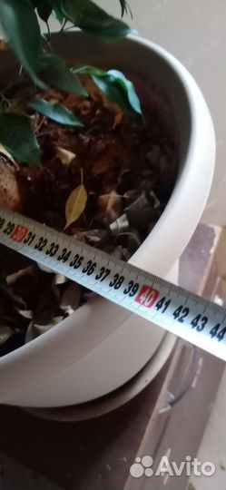 Фикус бенджамина большой
