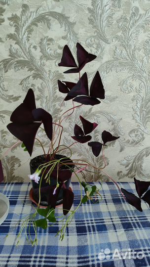 Кислица оксалис Бабочка.микс.Фиолетовая,Изумруд