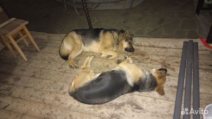 Собака немецкая овчарка