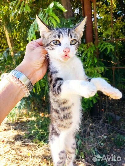 Котята бесплатно