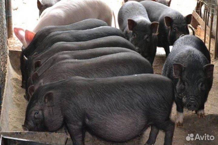 Мясо свинины домашняя