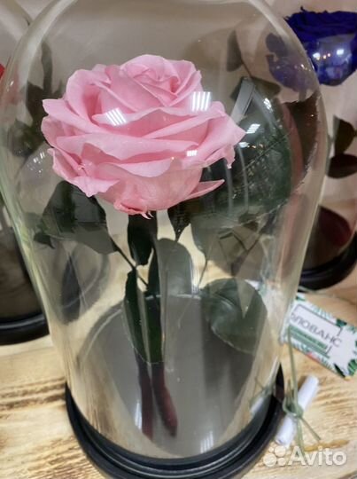 Самая большая вечная розы в колбе