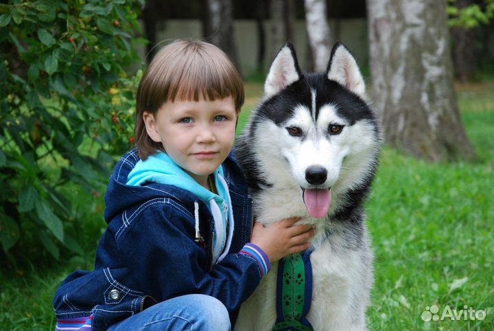Выгул собак
