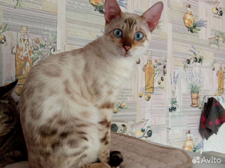 Котята гибриды