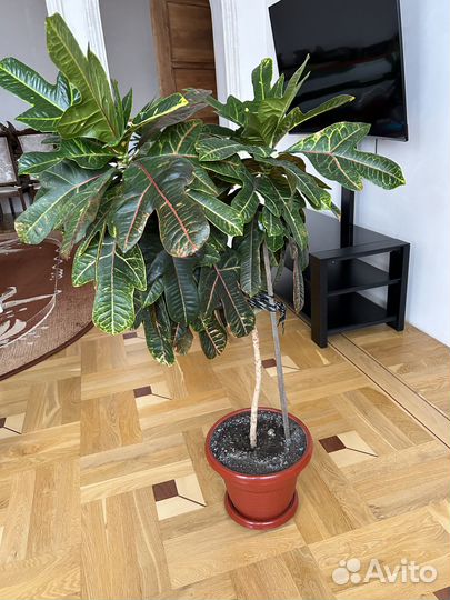 Продается Кротон