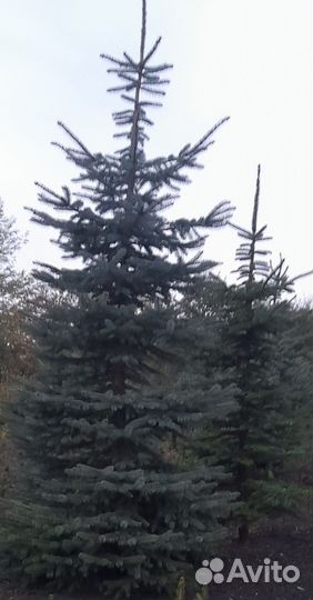 Ель голубая