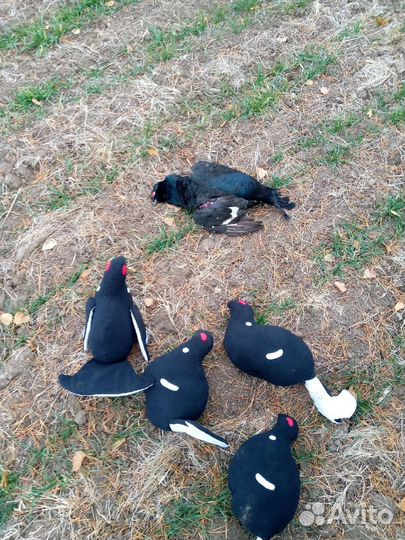 Чучела тетерева набор 5 птиц, подарок мужчине