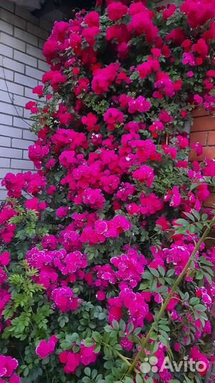 Роза плетистая 