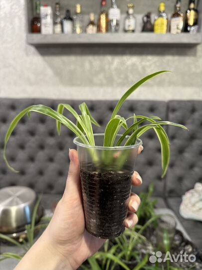 Хлорофитум