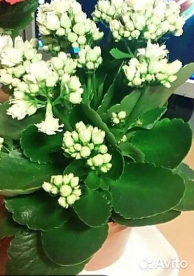 Пуансетия, филодендроны, диффенбахия, каланхоэ