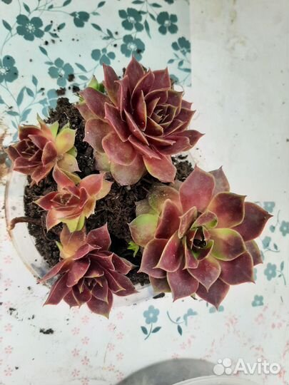 Молодило (каменная роза)